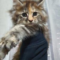 Maine coon cucciole femmine