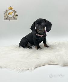 Dolcissimi Bassotti Black