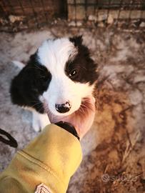 Cuccioli mamma border e papà pastore australiano