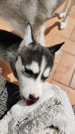 Cuccioli di Husky