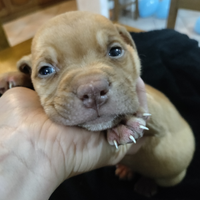 Cuccioli Amstaff