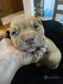 Cuccioli Amstaff