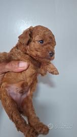 Cane barboncino toy