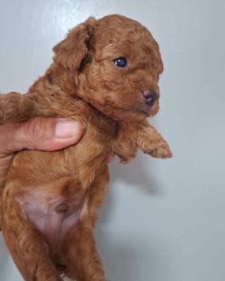 Cane barboncino toy