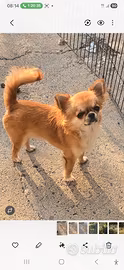 Chihuahua maschio a pelo lungo