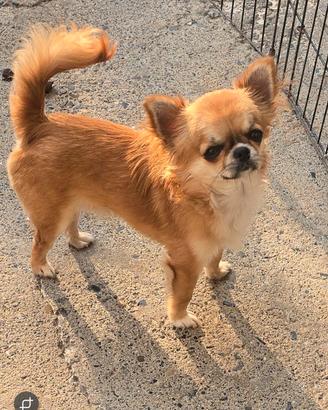 Chihuahua maschio a pelo lungo