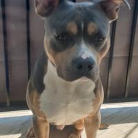 Monta pitbull tricolor ukc