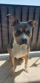 Monta pitbull tricolor ukc