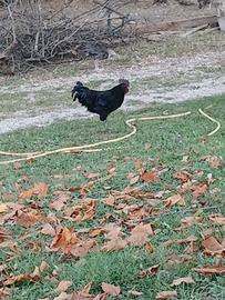 Gallo Cemani