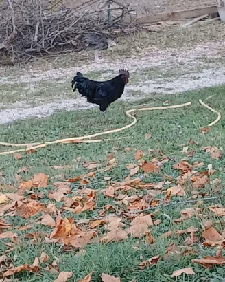 Gallo Cemani