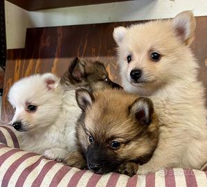 Spitz 2 mesi