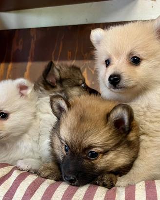 Spitz 2 mesi