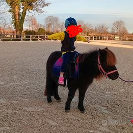Mini pony shetland 