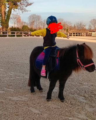 Mini pony shetland 