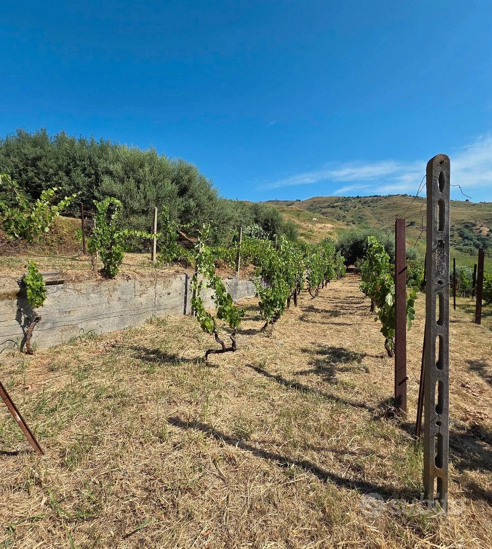 Terreno agricolo vigneto e uliveto a Calatabiano - Vista 5