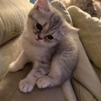 Gattina schittish