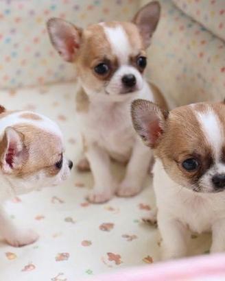 CHIHUAHUA TOY cuccioli MASCHI -FEMMINE-pag 12 mesi