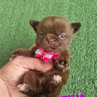 Chihuahua Russa pedigree