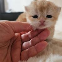 Cuccioli british shorthair golden pedigree italian