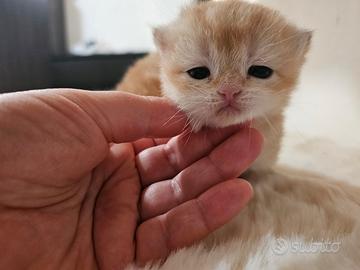 Cuccioli british shorthair golden pedigree italian