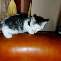 Gattina 2 mesi di vita , femmina