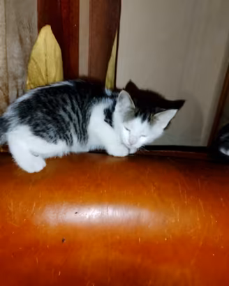 Gattina 2 mesi di vita , femmina