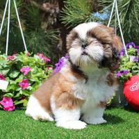 ShihTzu con pedigree ENCI