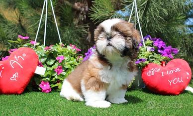 ShihTzu con pedigree ENCI