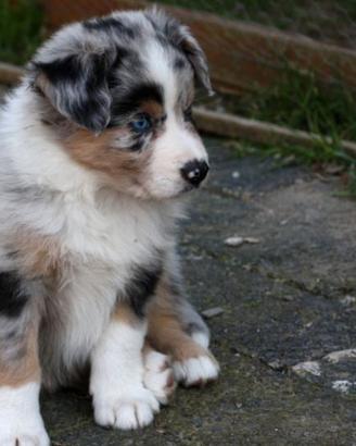 Cuccioli Pastore Australiano