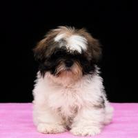 Shih tzu cucciola
