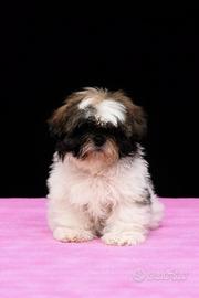 Shih tzu cucciola