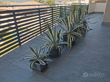 Agave