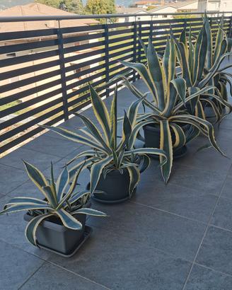 Agave