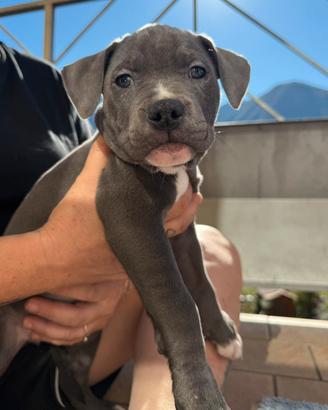 Cucciola di amstaff femmina nata il 21.08.2026