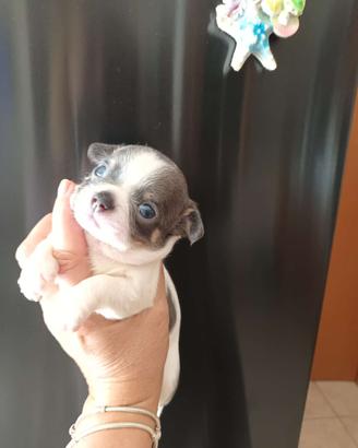 Chihuahua
