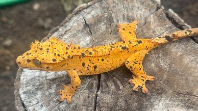 Geco Ciliatus/Crested Femmina
