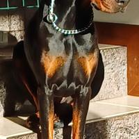 Dobermann femmina