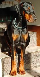 Dobermann femmina