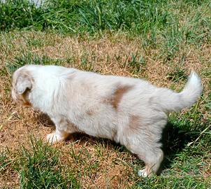 Pastore australiano/Australian shephred