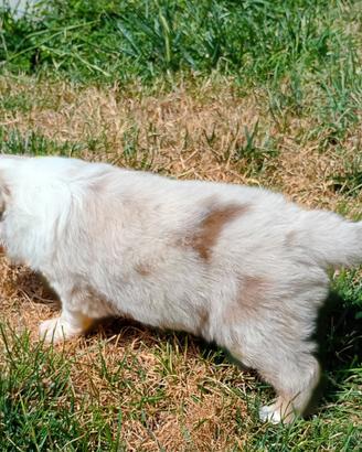 Pastore australiano/Australian shephred