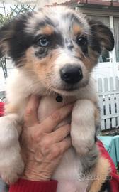 Australian Shepherd cucciolo Pastore Australiano