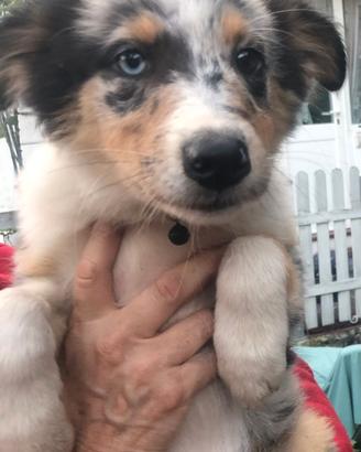 Australian Shepherd cucciolo Pastore Australiano