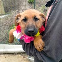 Cucciola meravigliosa