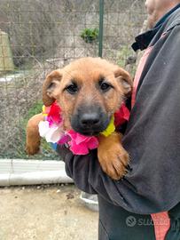 Cucciola meravigliosa