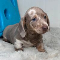 Bassotto Isabella Merle cuccioli