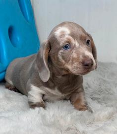 Bassotto Isabella Merle cuccioli