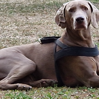 Weimaraner adulto per accoppiamento