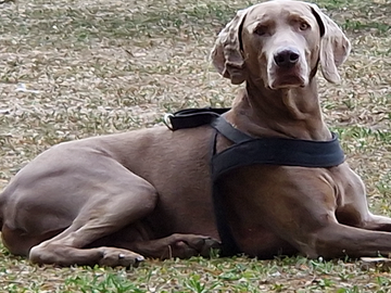 Weimaraner adulto per accoppiamento