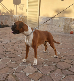 Boxer cucciolone