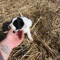Cuccioli barder collie